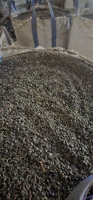 Floare de soare curata uscata 10 tone