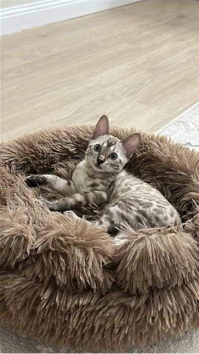 Срочно продаю котенка(бенгалец)