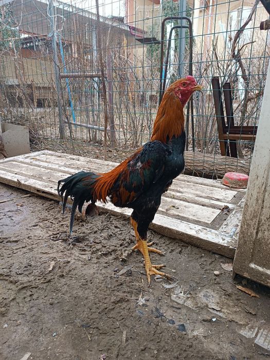 Dakan xorozlar sotiladi