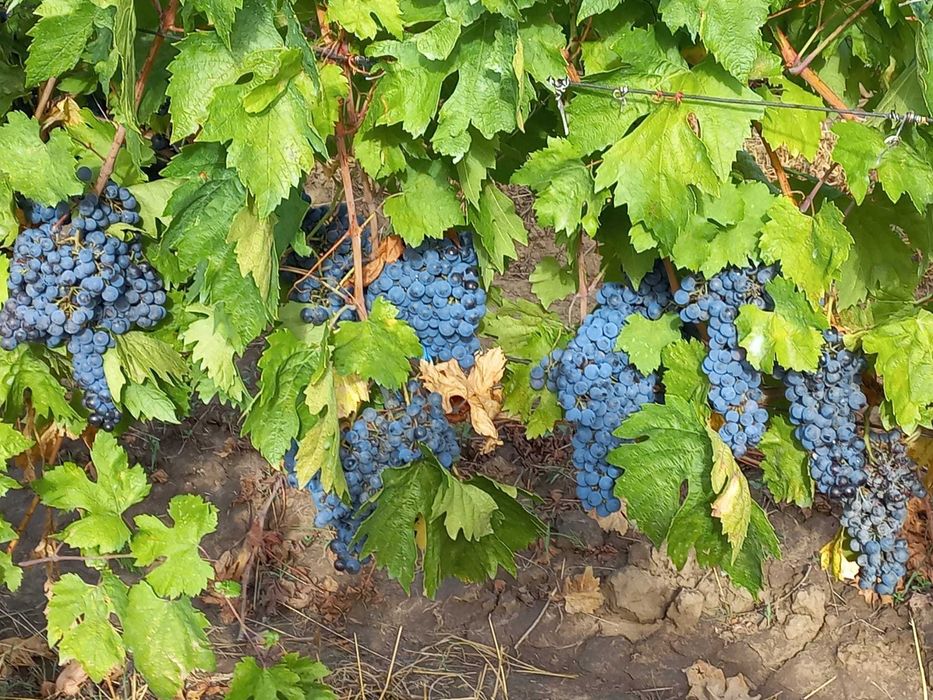 Vand Struguri Vin Feteasca Merlot