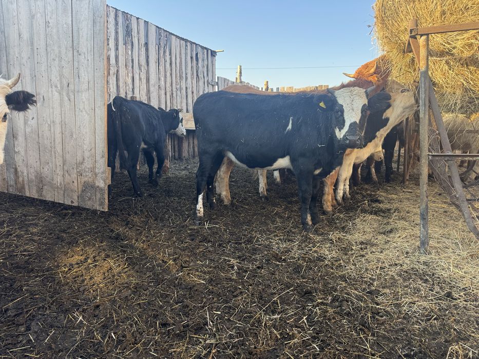 Продам только всех сразу 20 телок