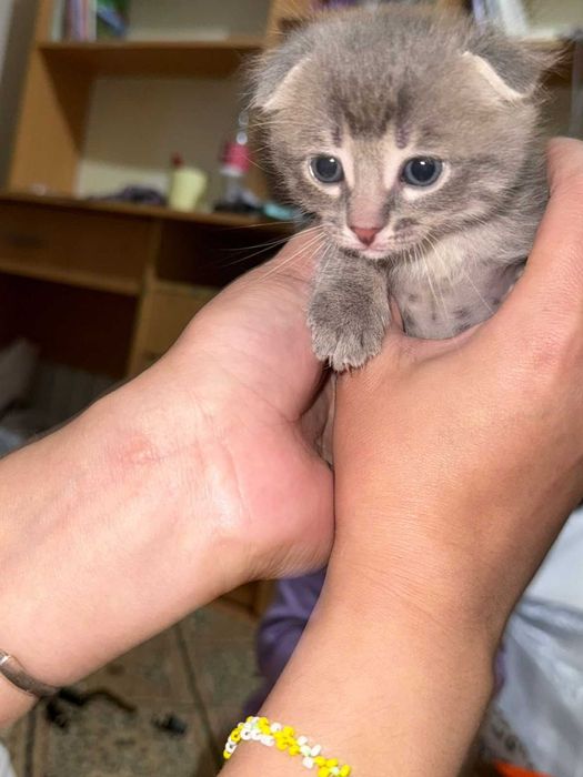 Шотландские котенки