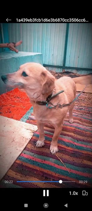 Собаки приученные к цепи