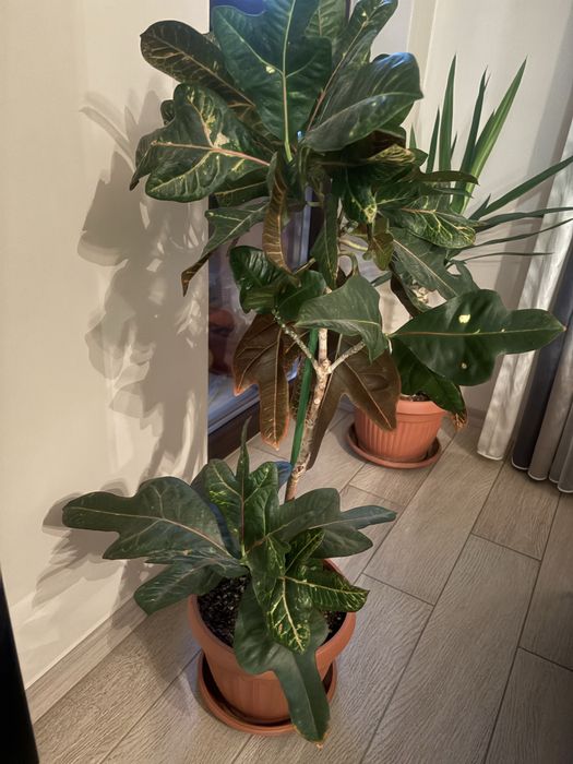 Кротон-много красив