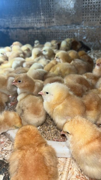 Vindem pui carne si rasa mixta