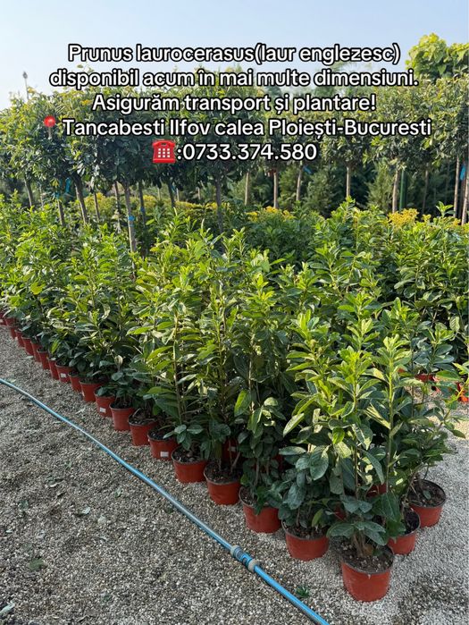 Vand prunus laurocerasus(laur englezesc) de diferite dimensiuni