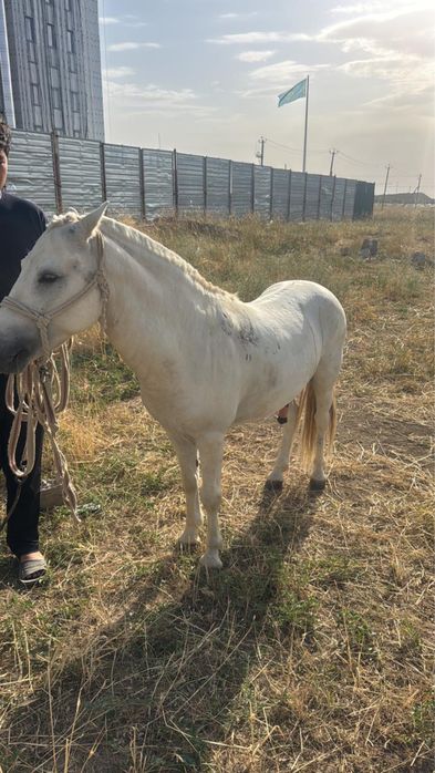Пони сатылады оте пайдалы бизнес