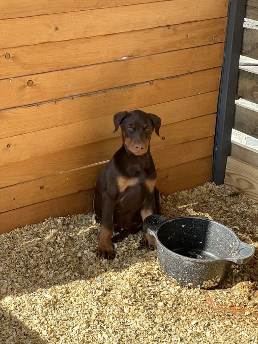 Доберман 2,5 месяца девочка