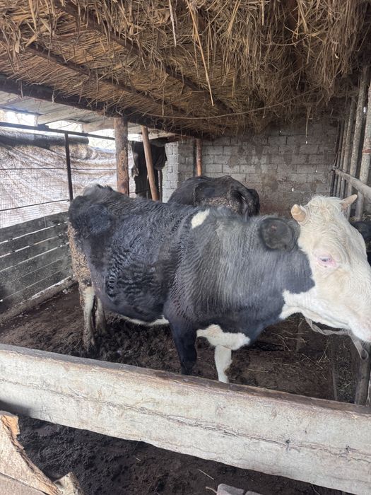 Буаз сиыр екеу сатылады!