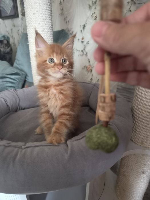 Котенок чистопородный Мейн-кун