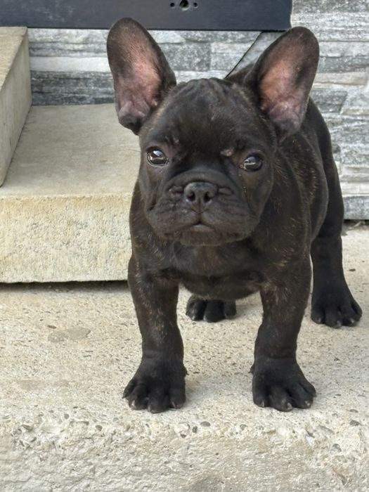 Femela Bulldog francez cu pedigree FCI