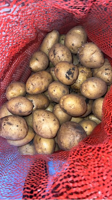 Продам картофель сорт Галла