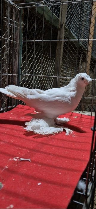 Голубка двухчубая