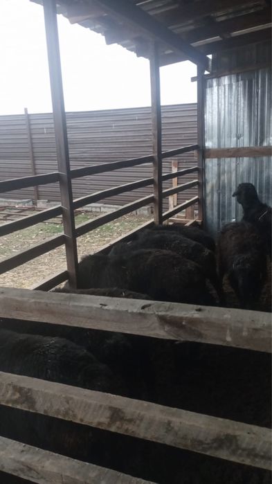 Жас бұқа, қой, тоқты