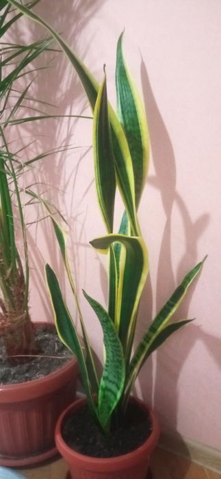 Сансевиера , меч