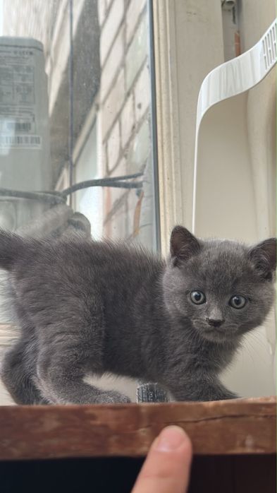 Котята добрым заботливым хозяевам
