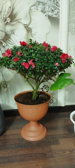 Азалия дерево большая