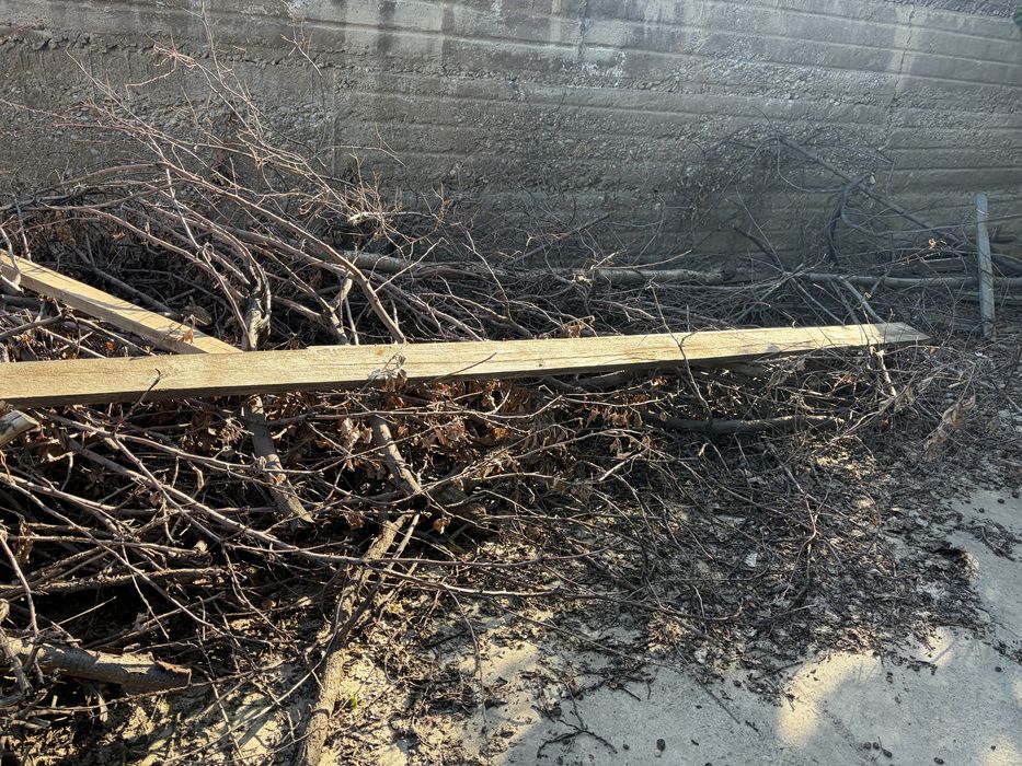 Ағаштар, бесплатно даром