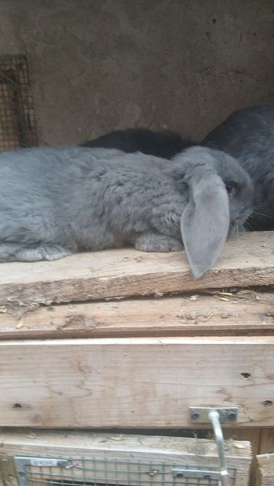 3 femele berbec german