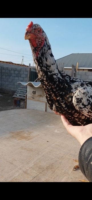 Дакан тауық сатылады.