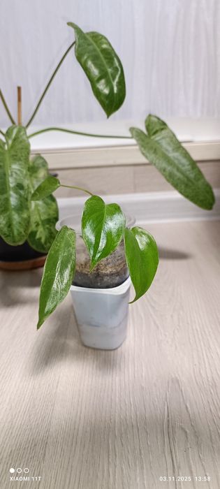 Филодендрон Параисо Верде