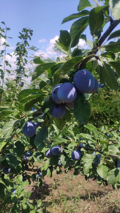 Prune de vanzare
