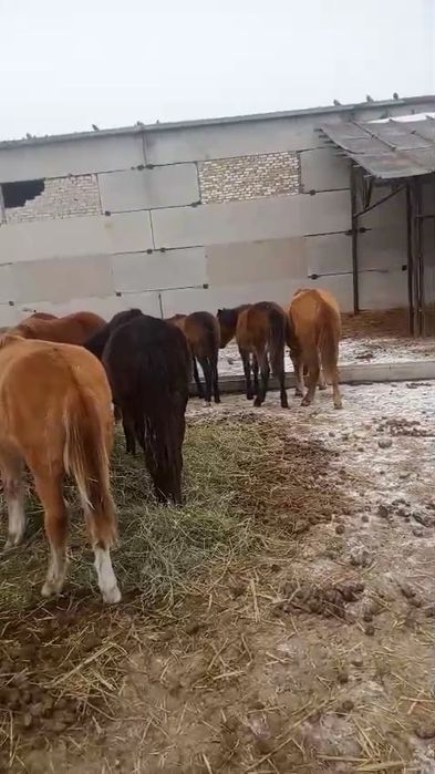 Тайлар,жабагы, лошади