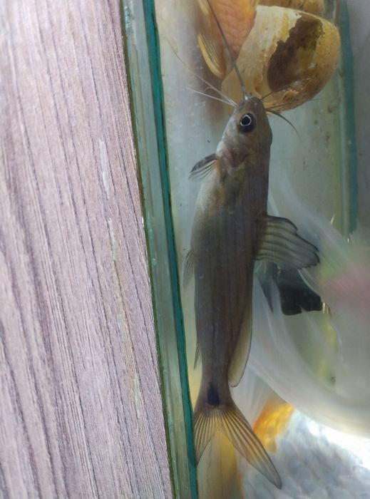 Повлиний сом аквариумный