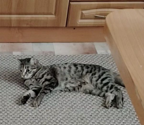 Отдам кошку в добрые руки