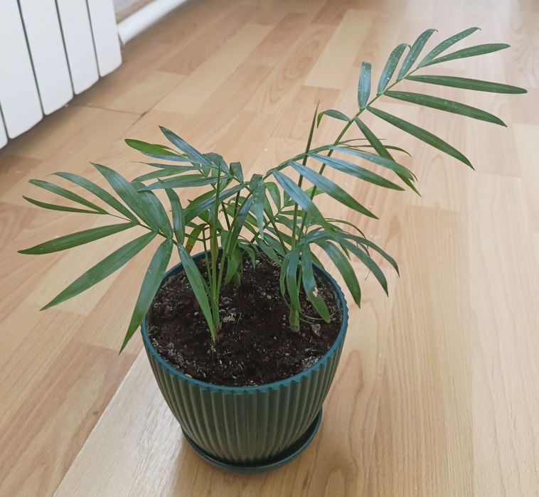 Хамедорея(бамбуковая пальма).