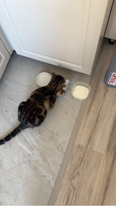 Шотландский вислоухий, бенгальский Кот