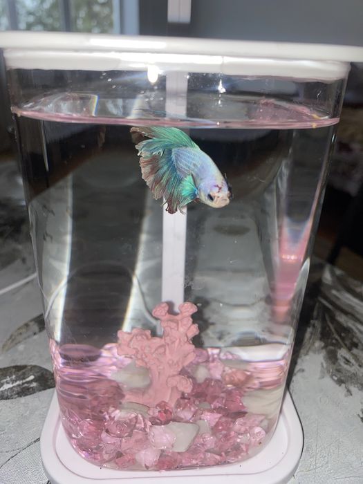 BETTA балығы аквариумымен бірге сатылады