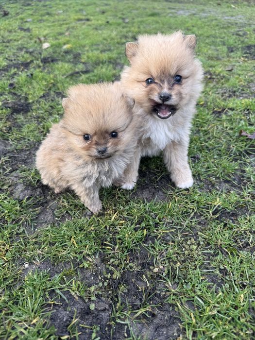 Продавам женски Померан !