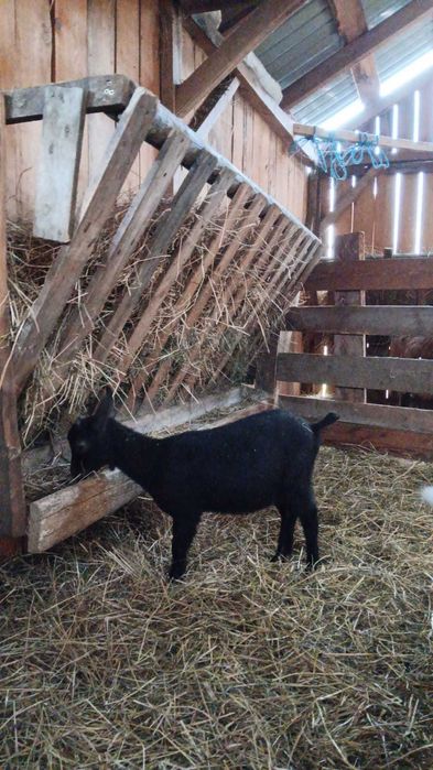 Vând țăpușor Murcian