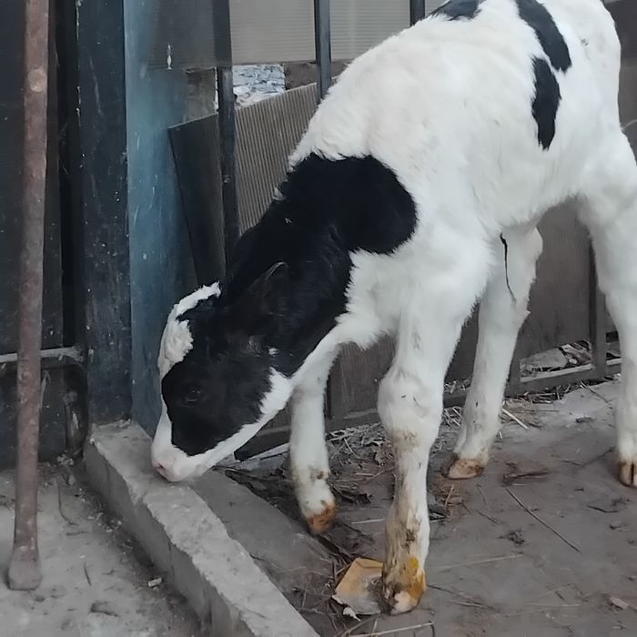 Vand un tauras baltat