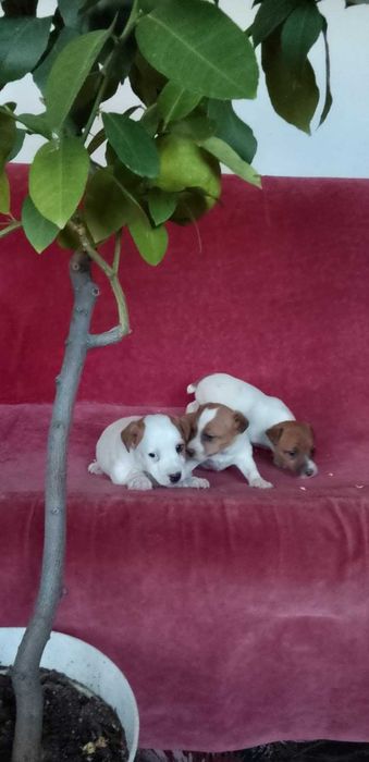 Чистокръвен Джак Ръсел