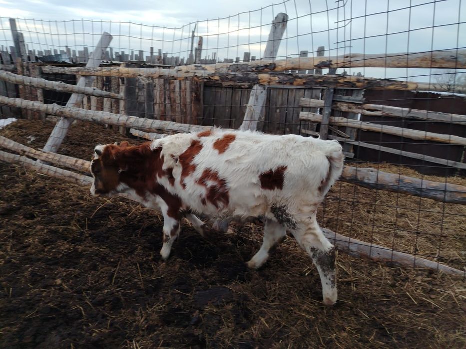 Продается бык 9 месяцев