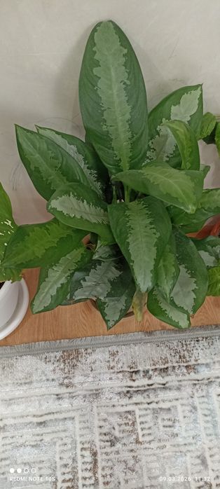 Продаем комнатные цветы