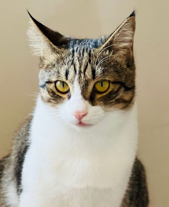 Котик Мурзик в добрые руки!!