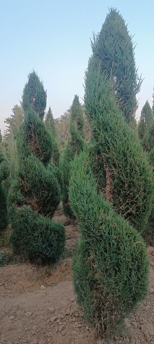 7 - йиллик янги шакилда кесилган Можжавелник арча кўчатлари