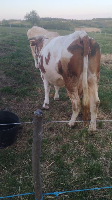 Vaca baltata romaneasca