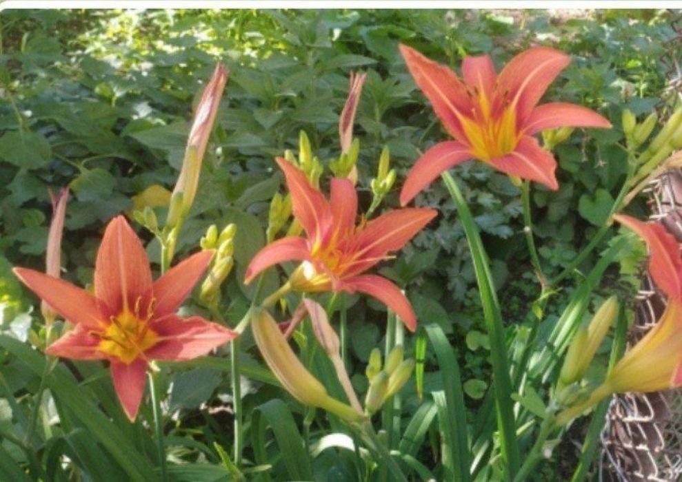 Продаются излишки своих садовых растений
Лютик - корешок 2000 сум
Брун