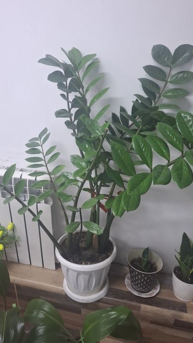 Гүл сатылады ДОЛОР