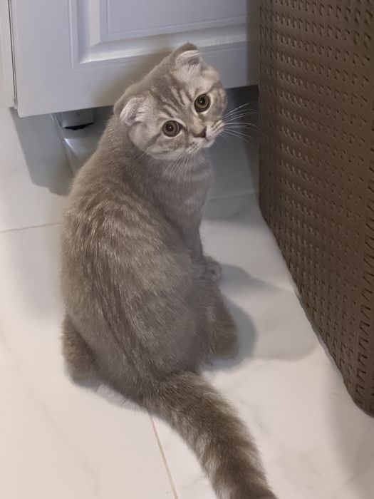 Продается Котенок скоттиш страйт