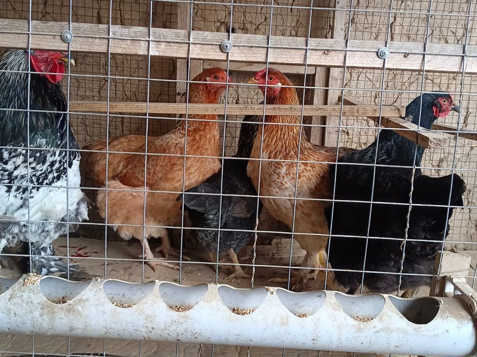 Әр түрлі брама тауықтар бар