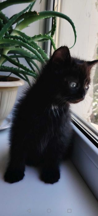 Котятки малышатки
