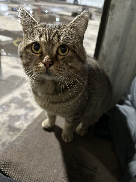 Замечательный Котик ищет дом ,найдитесь добрые ручки!