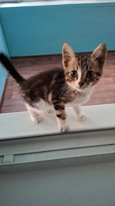 Отдам котенка Котика в добрые руки