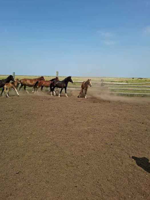 Продам лошадей с жеребятами