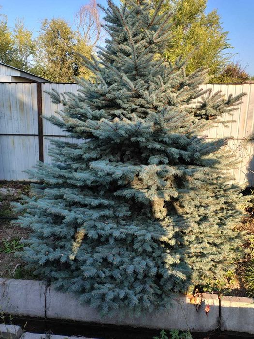 Смаракта и голубая ель